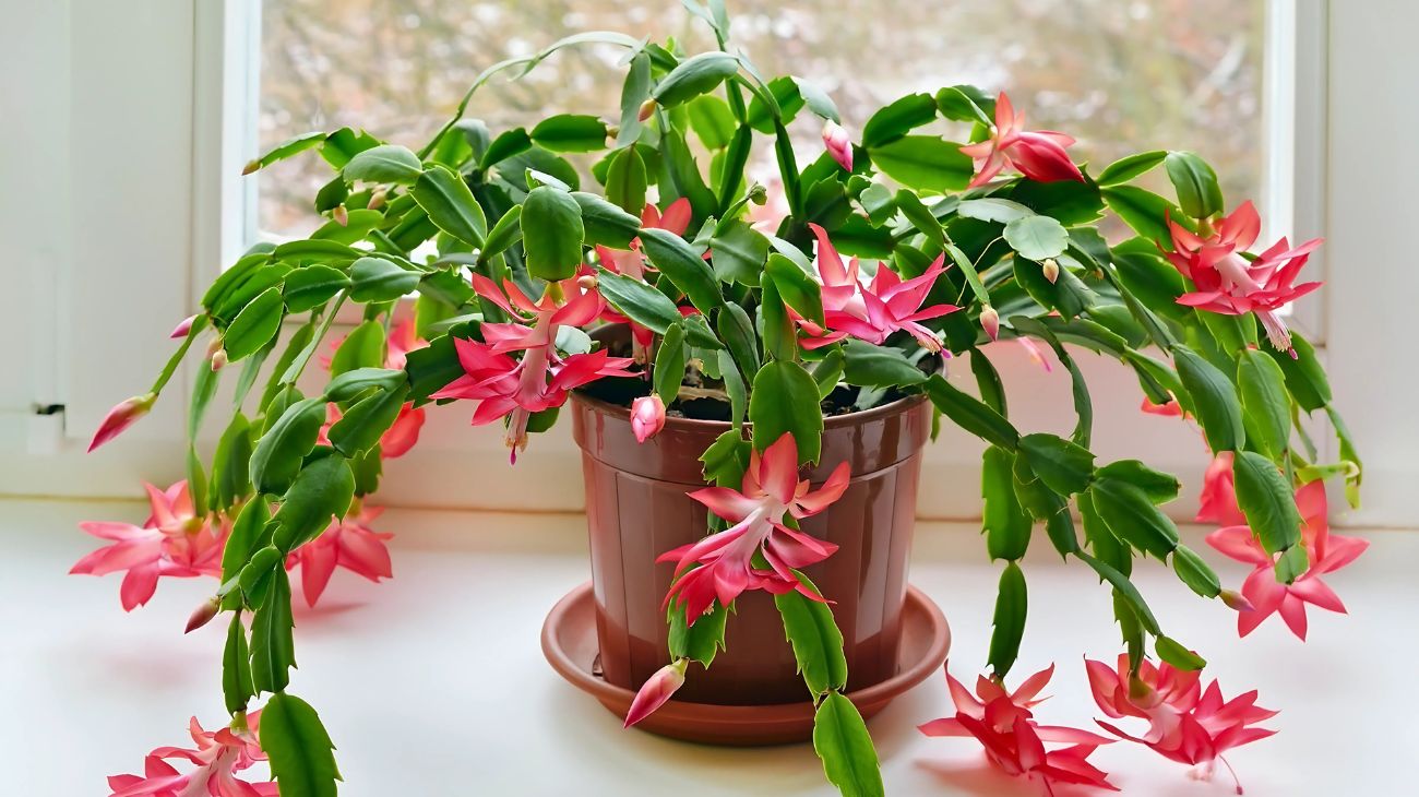 cactus natale