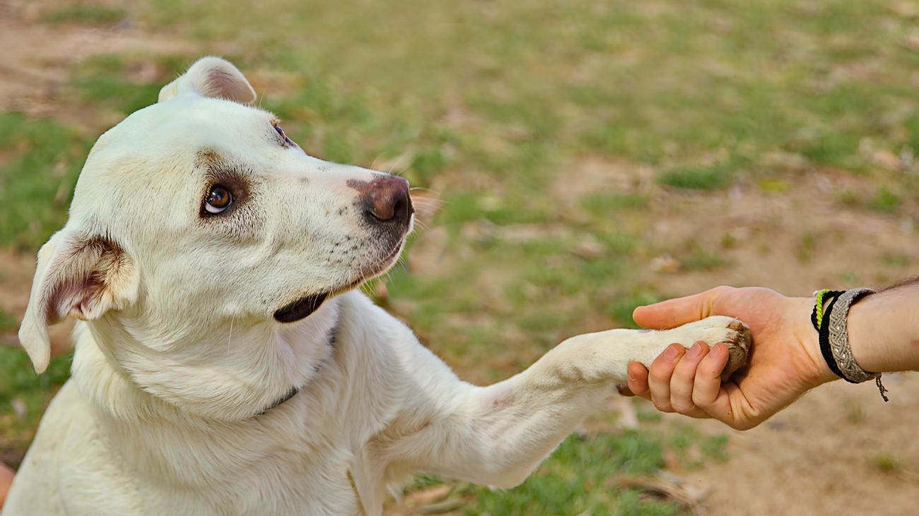 gesti cane