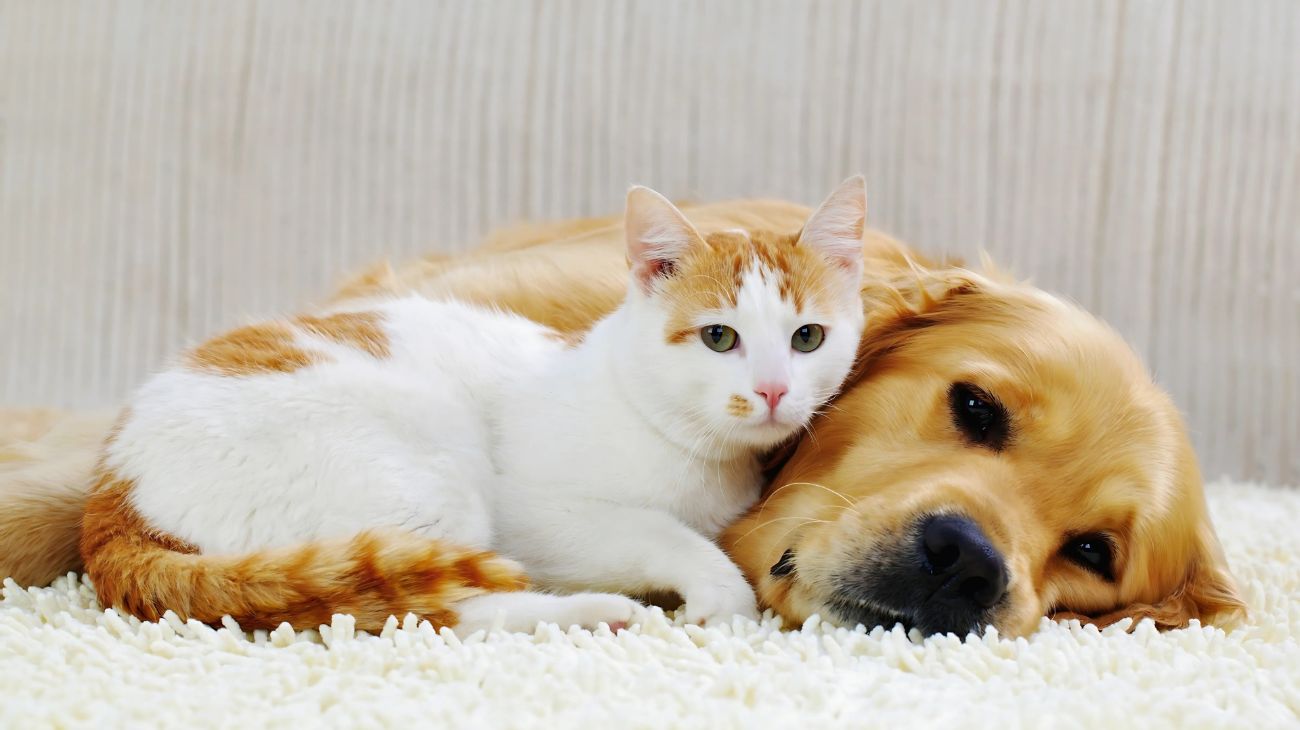 lavare pavimento cane