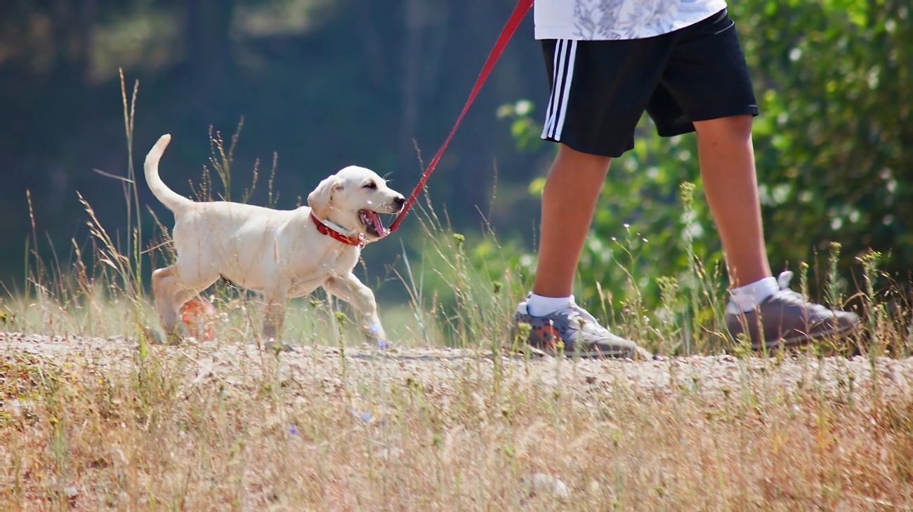 quante volte cane uscire